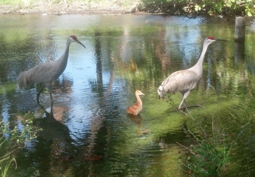 Sandhill Crane chick approx. a month after hatching. Come on over and check the little guy out @ Crandon Gardens.