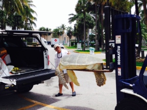 Miami Dade's Sea Turtle permit holder Bill Ahern is assisted by park staff in loading this big girl into the Turtle Truck